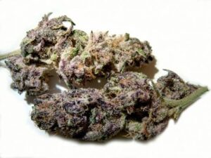 Silvertip Cannabis Strain 1