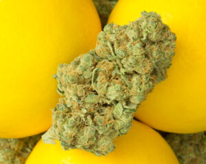Citrus Lemon Haze Strain 1
